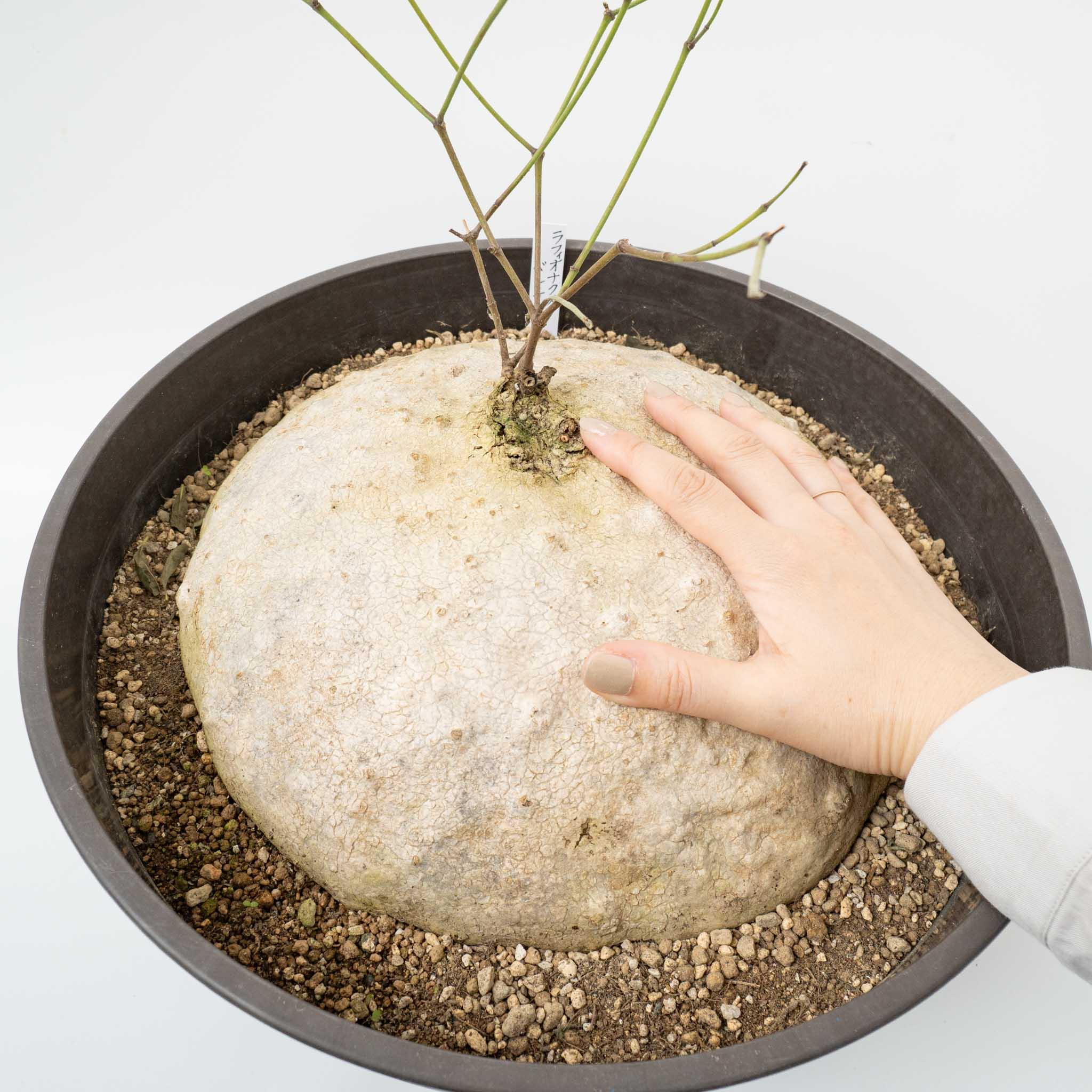 30c9391e62f0e572fd8a9fd498c751