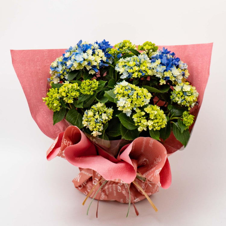 Happy Mother's Day Gift 島根オリジナルアジサイ - haus-netstore