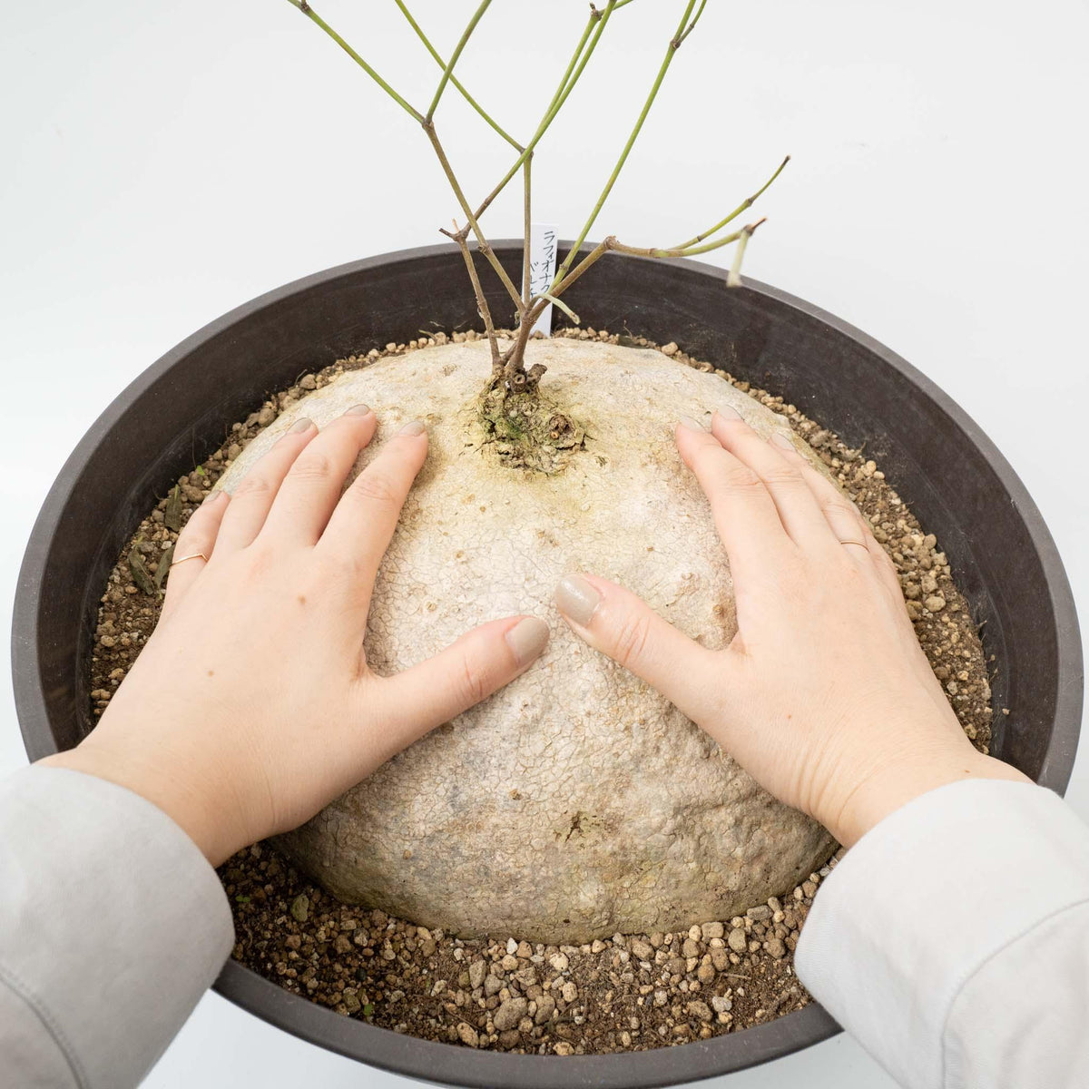 ぽってり癒しの塊根植物たち - haus-netstore