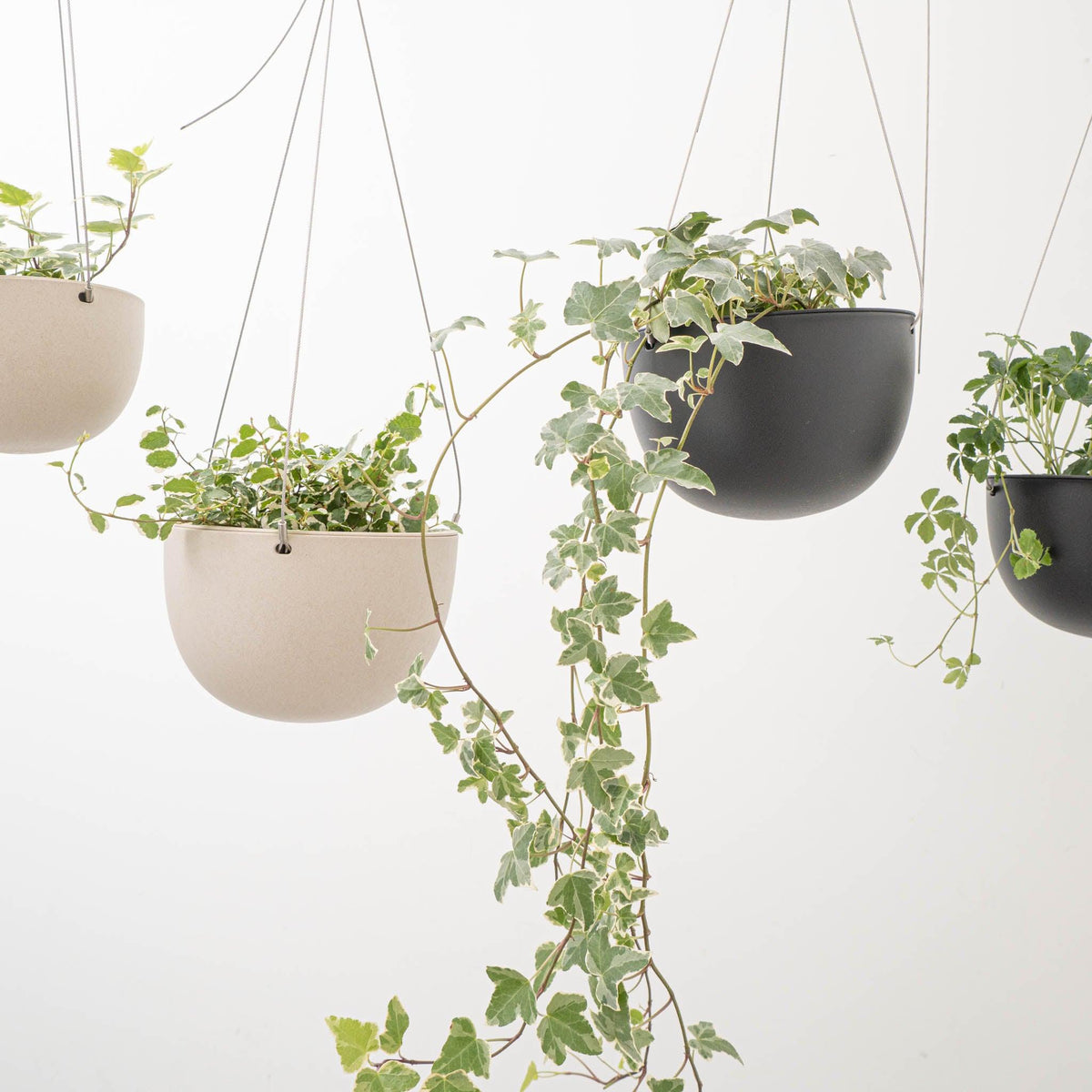 ハンギングで植物のある暮らし。 - haus-netstore