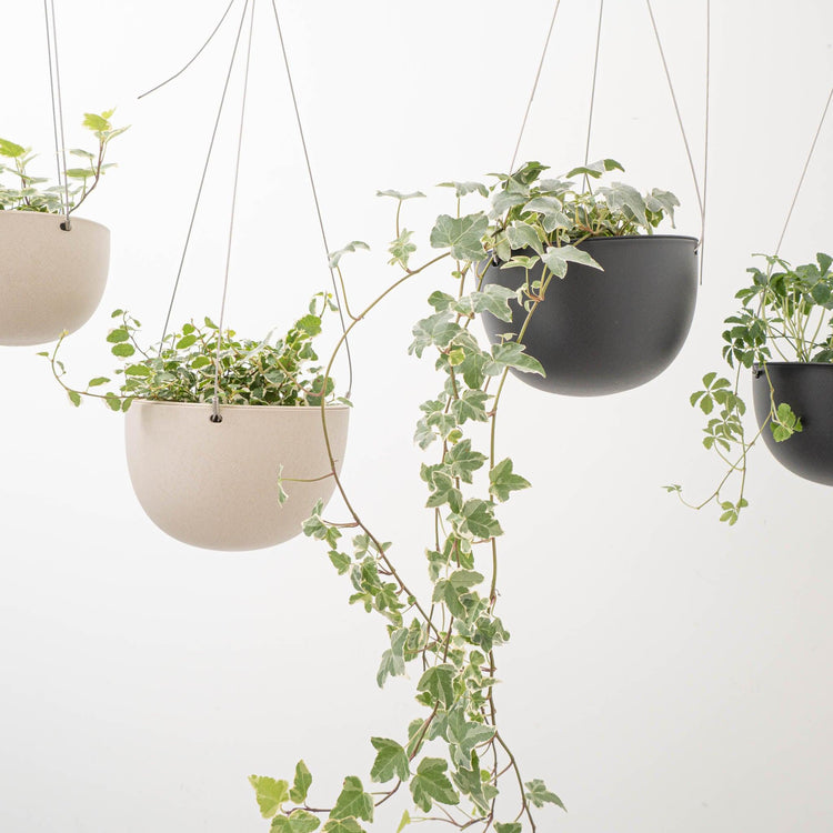 ハンギングで植物のある暮らし。 - haus-netstore