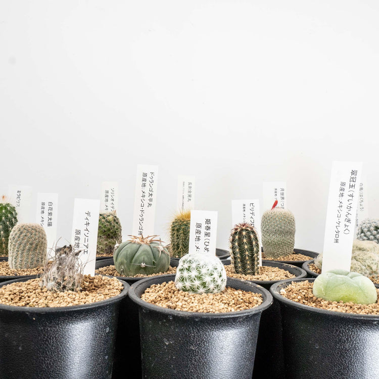 多肉植物とサボテンが入荷しました！ - haus-netstore