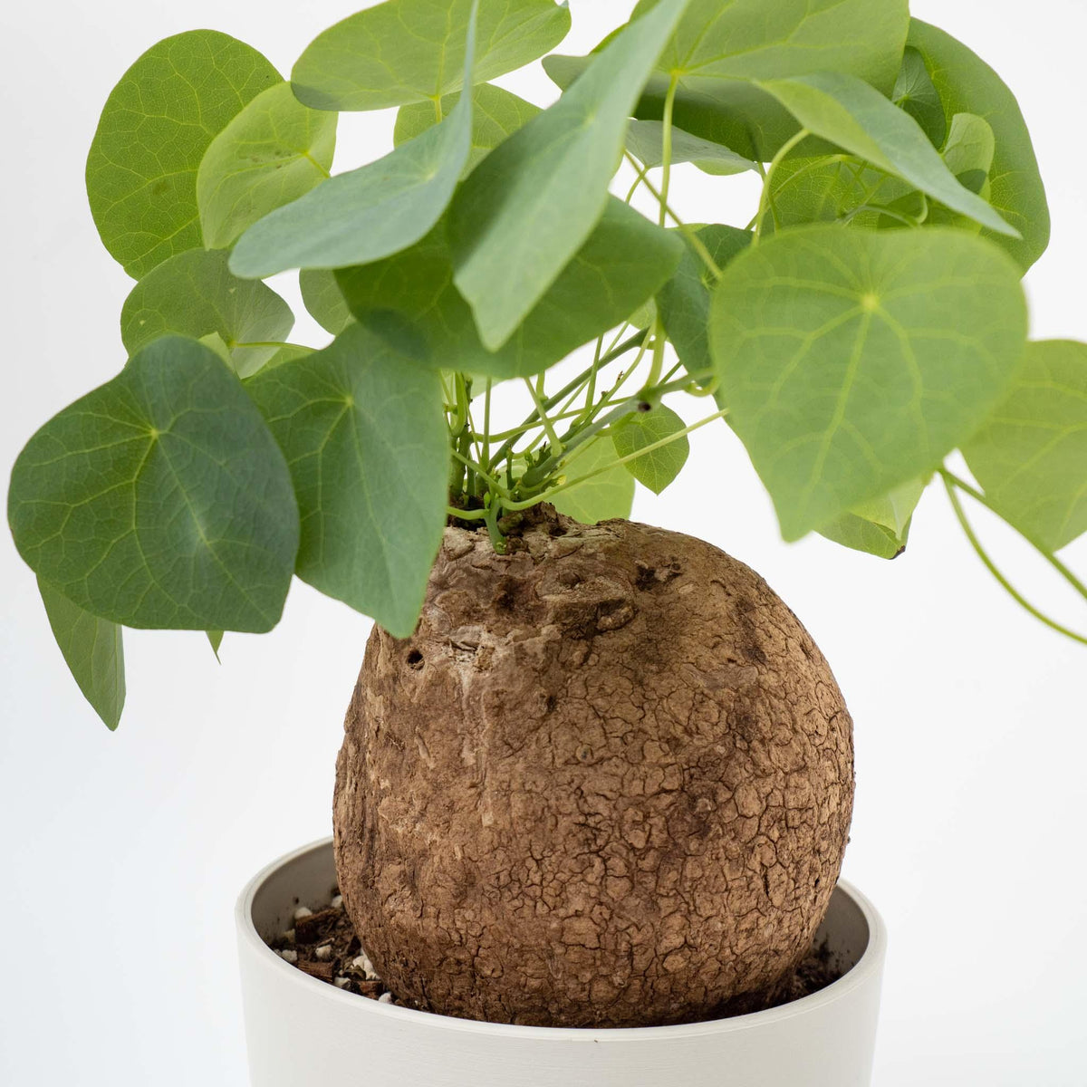 見た目がイモそっくりのちょっと珍しい塊根植物 - haus-netstore