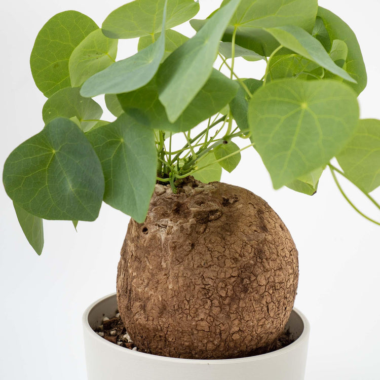 見た目がイモそっくりのちょっと珍しい塊根植物 - haus-netstore