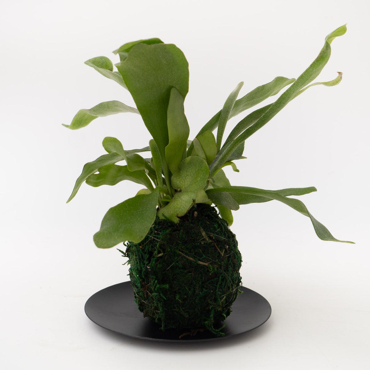 和のインテリアグリーン「苔玉」