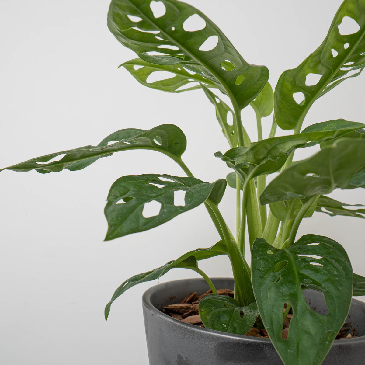 失敗しない植物の育て方-植え込み編 - haus-netstore
