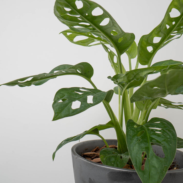 失敗しない植物の育て方-植え込み編 - haus-netstore