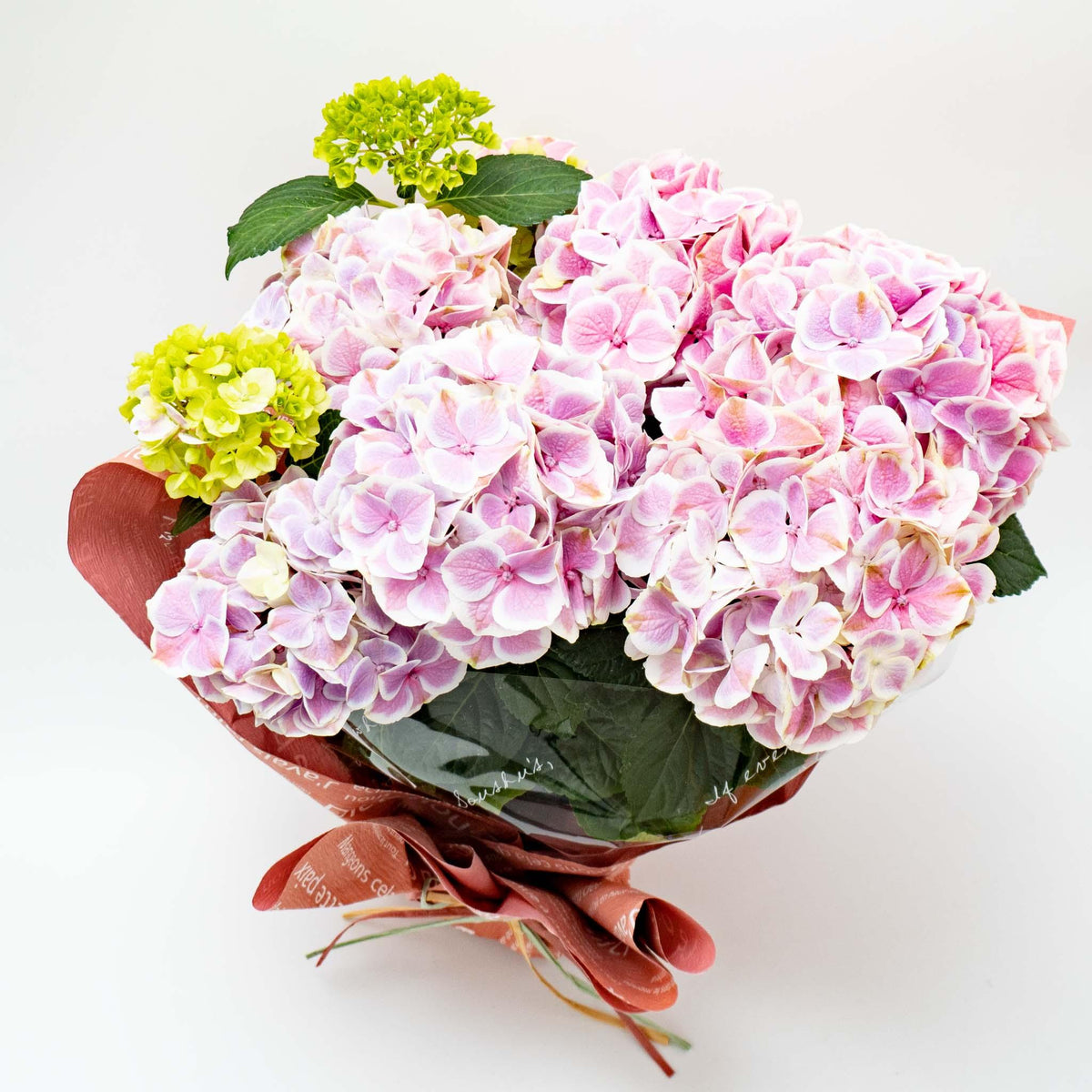 アジサイと寄せ植えのご注文は本日12時まで。 - haus-netstore
