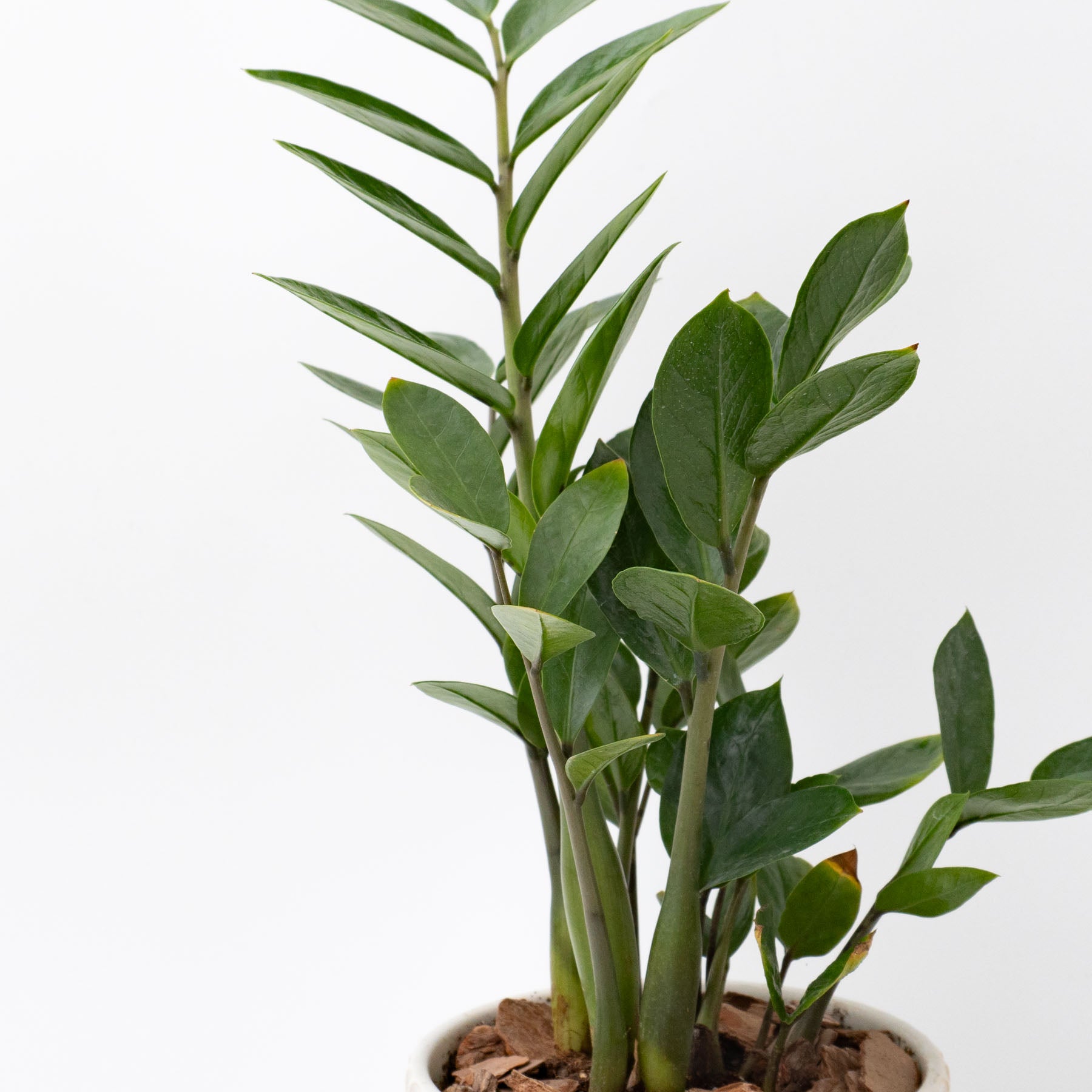 人工観葉植物 ユーフォルビアポット112 （1個） bb500-0 （代引き不可