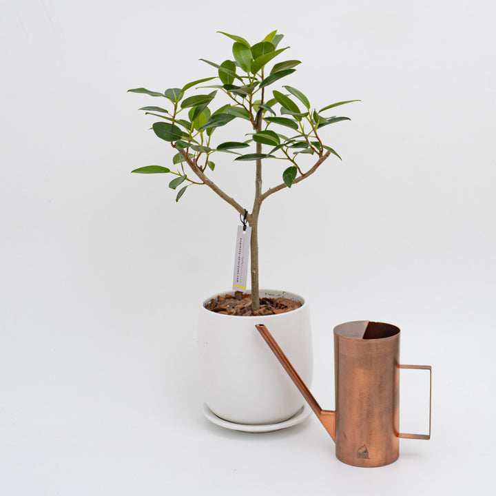 GROWER's TOOLS/　ウォータリングカン M