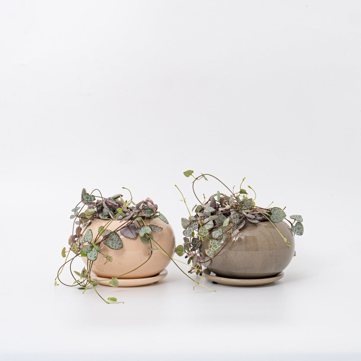 ハートカズラA