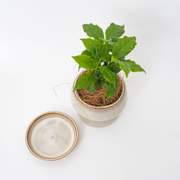 コーヒーの木A