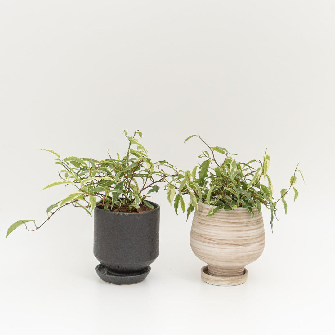 フィカス　サギッタータ_B