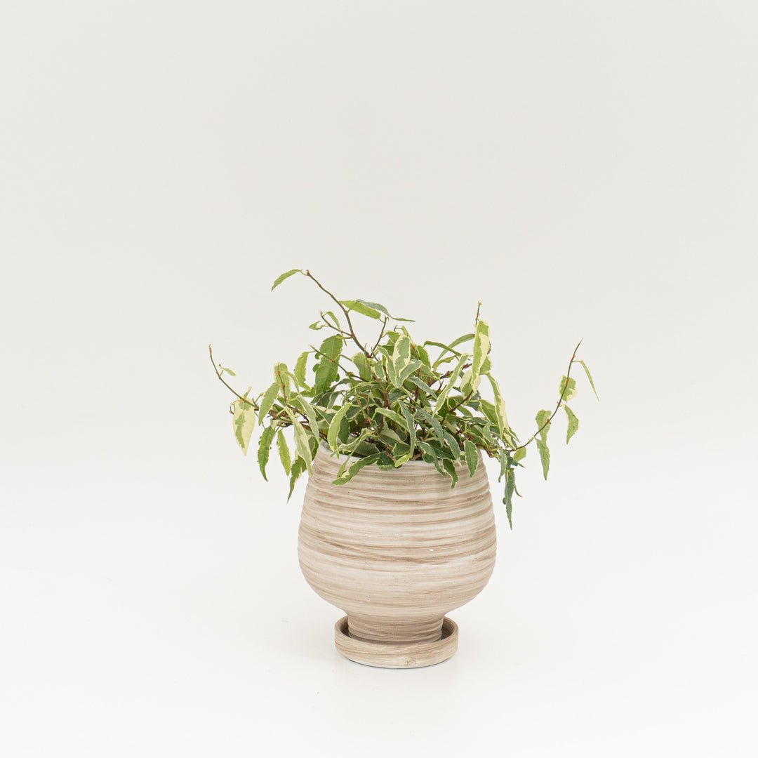 フィカス　サギッタータ_A