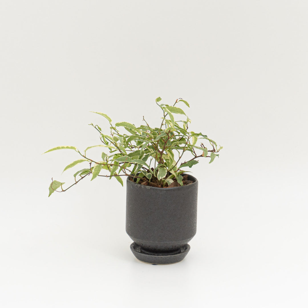 フィカス　サギッタータ_B