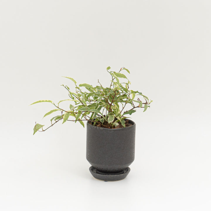 フィカス　サギッタータ_B