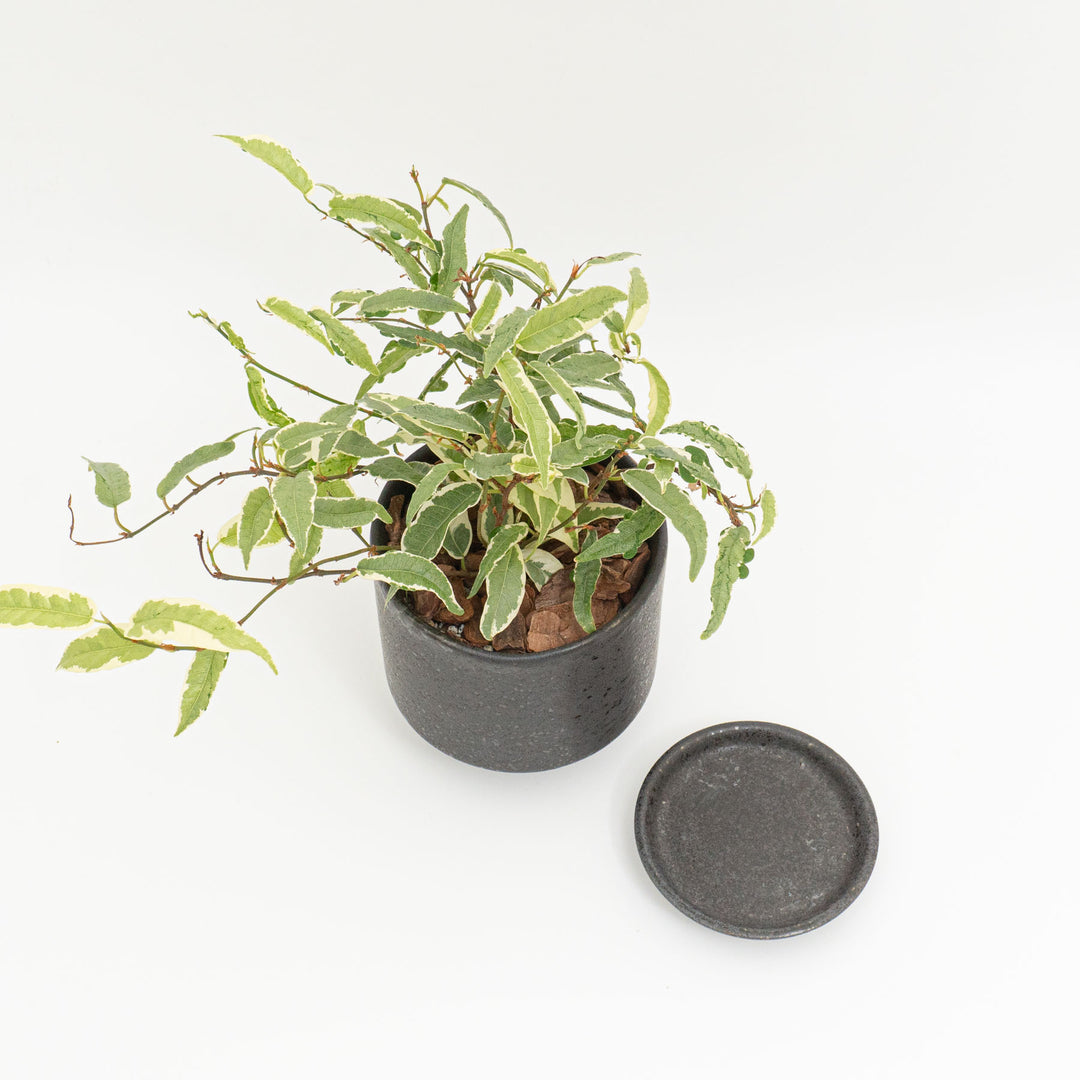 フィカス　サギッタータ_B