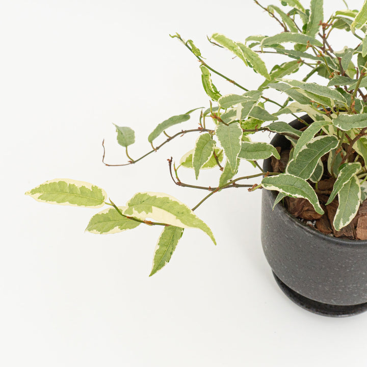 フィカス　サギッタータ_B