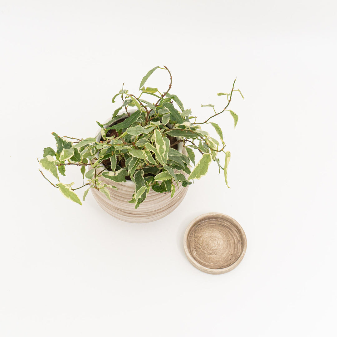 フィカス　サギッタータ_A