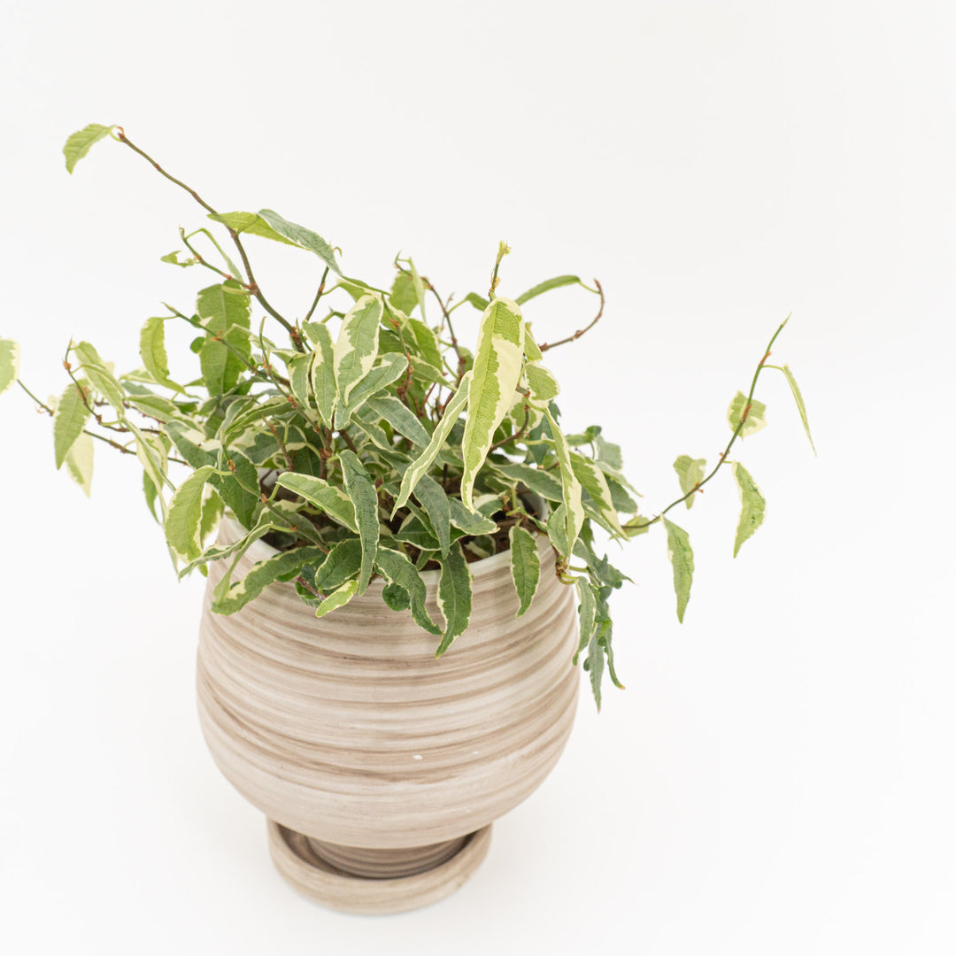 フィカス　サギッタータ_A