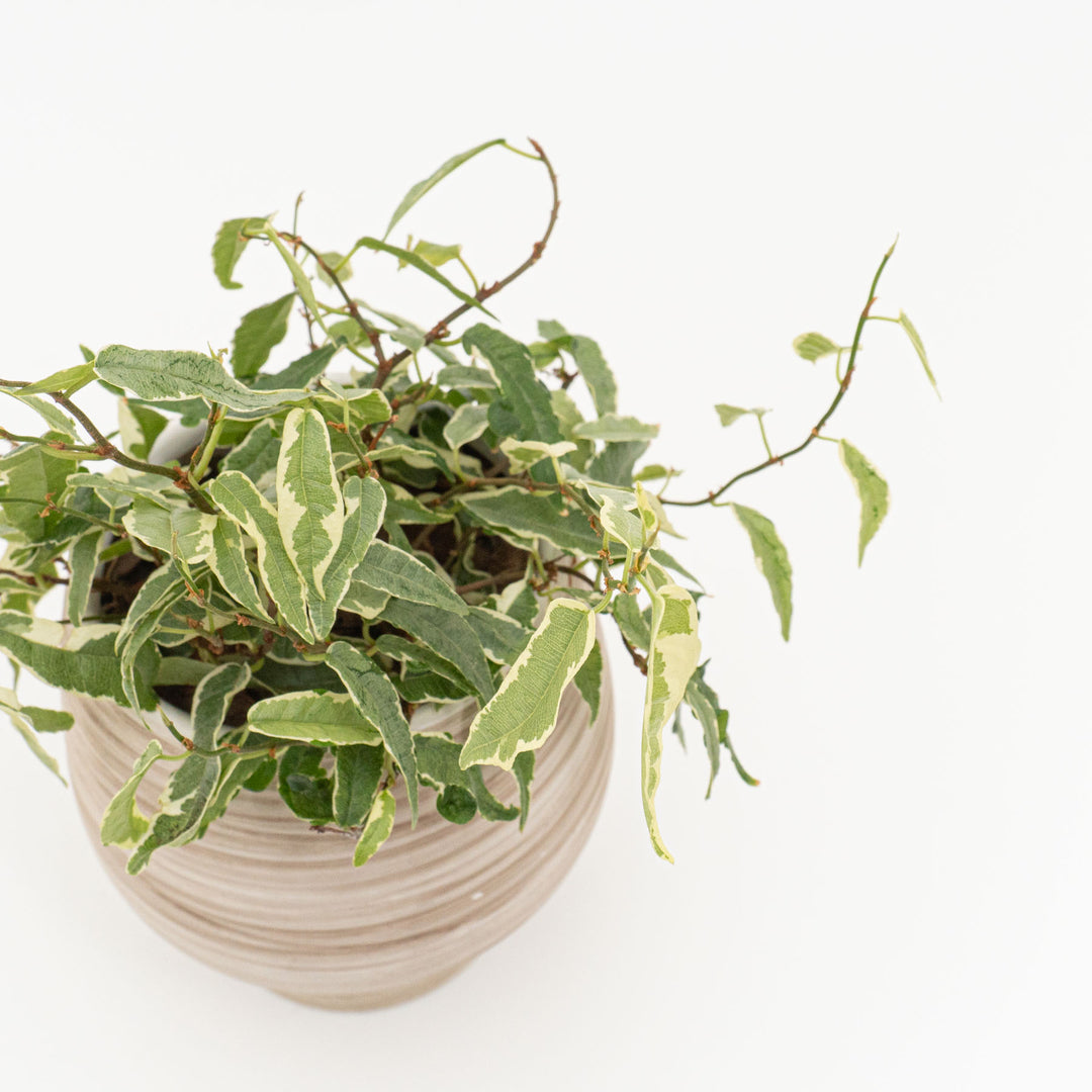 フィカス　サギッタータ_A