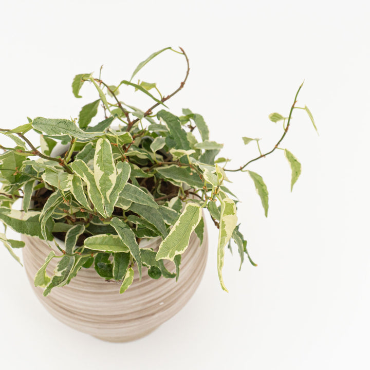 フィカス　サギッタータ_A