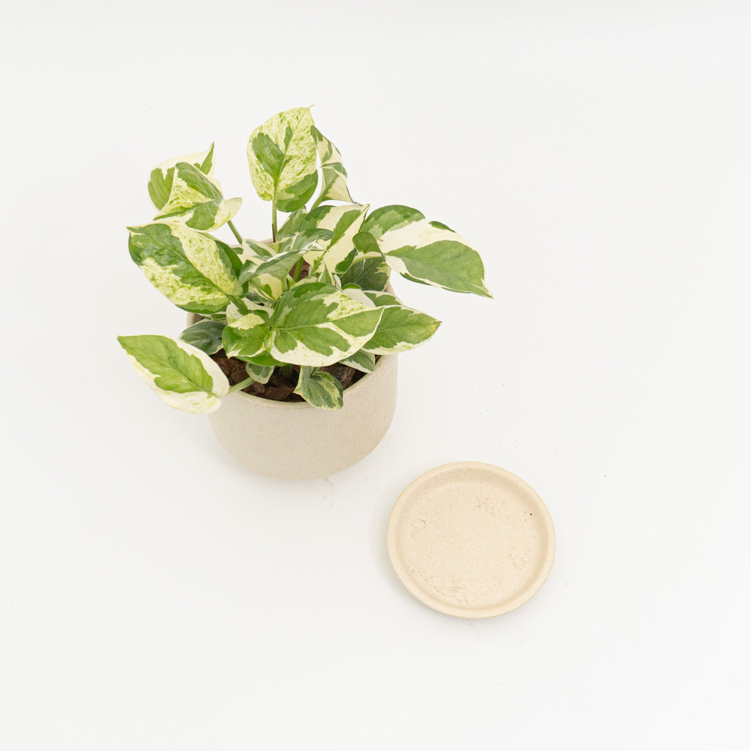 ポトス　エンジョイ