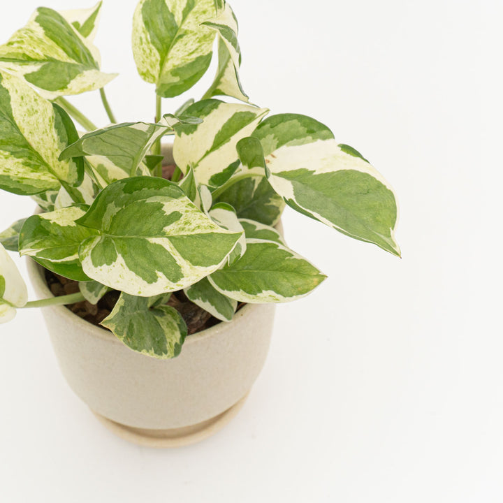 ポトス　エンジョイ