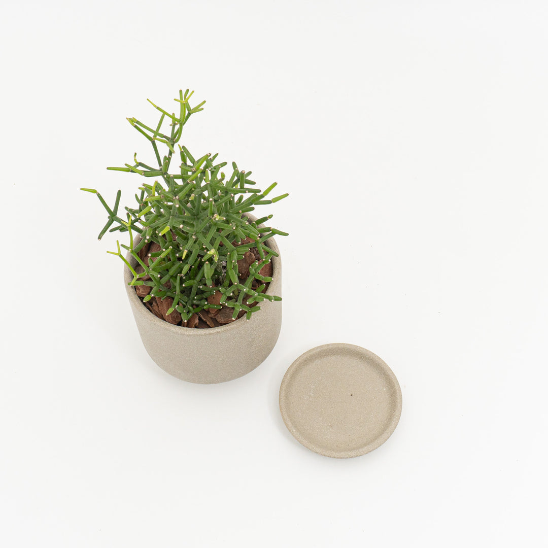 リプサリス　ハティオラバンブソイデス