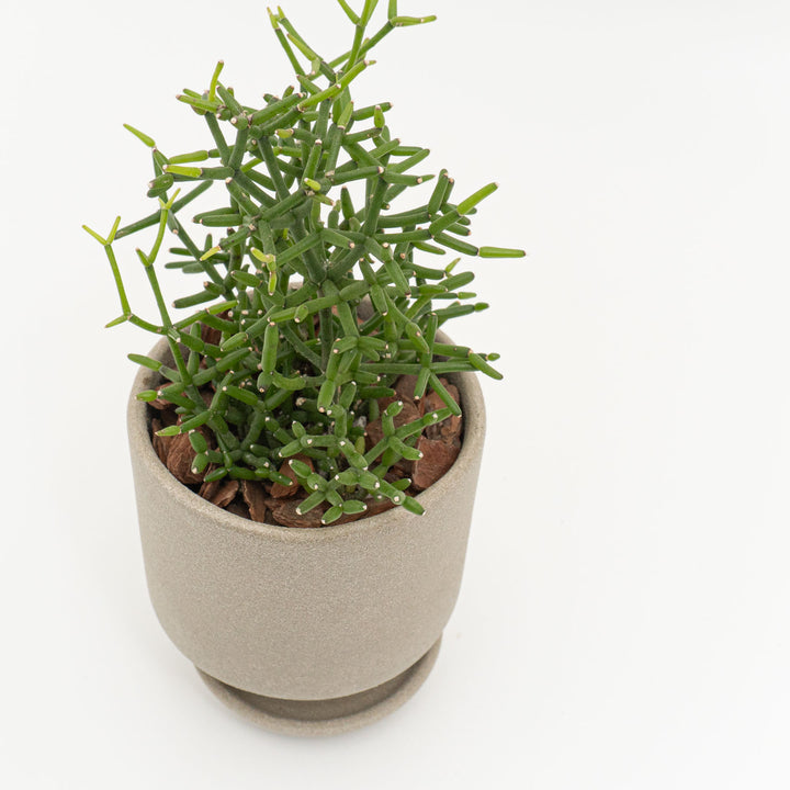 リプサリス　ハティオラバンブソイデス