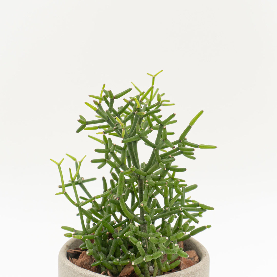 リプサリス　ハティオラバンブソイデス