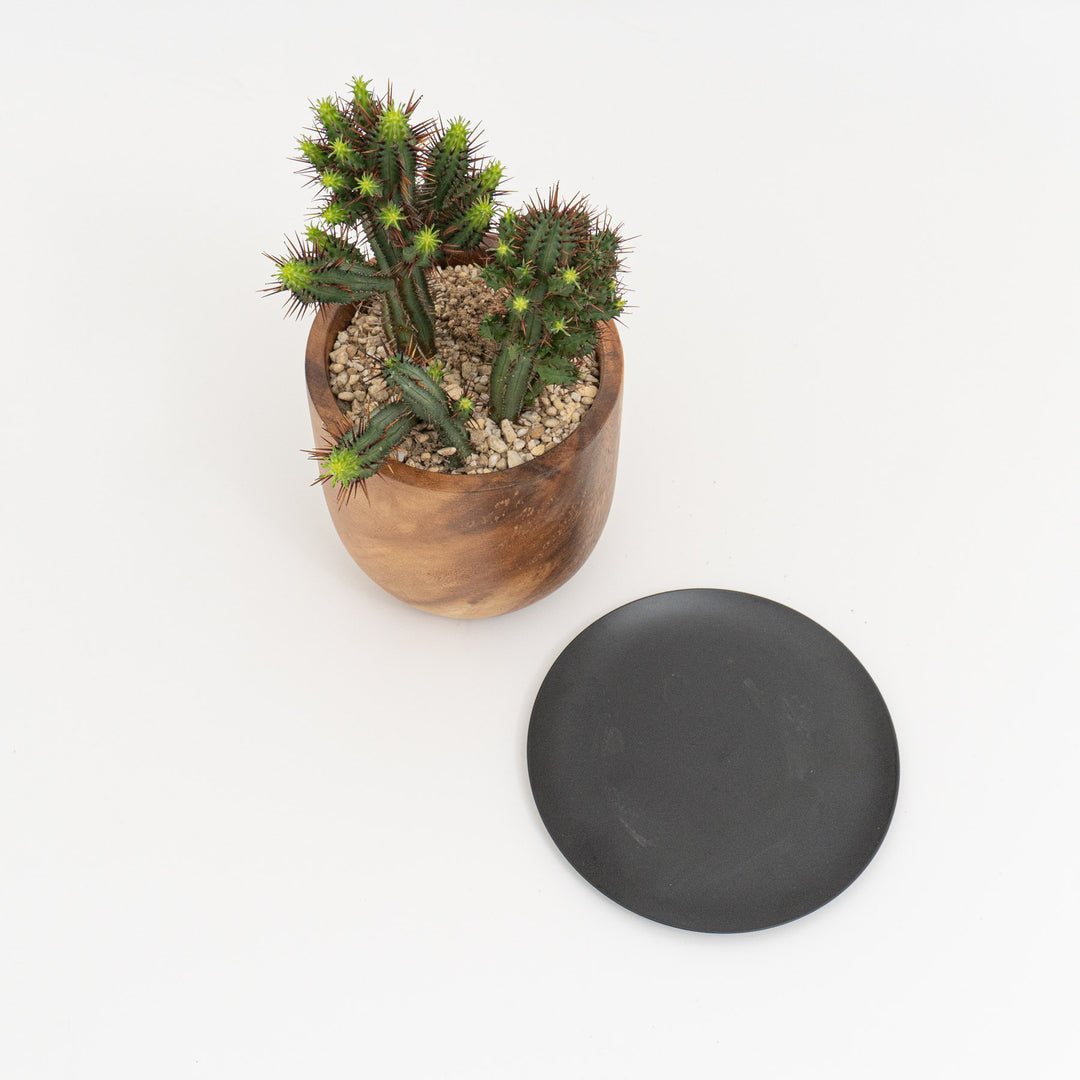 ユーフォルビア　虹彩閣