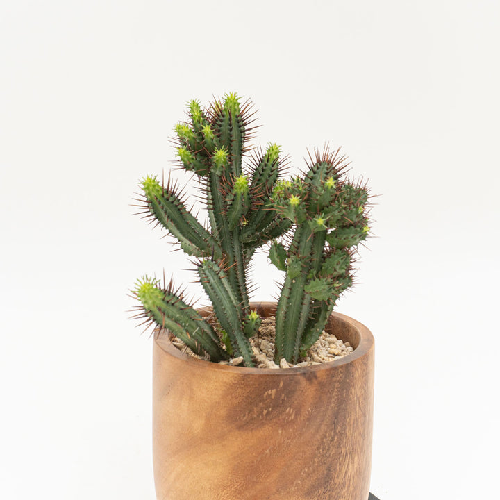 ユーフォルビア　虹彩閣