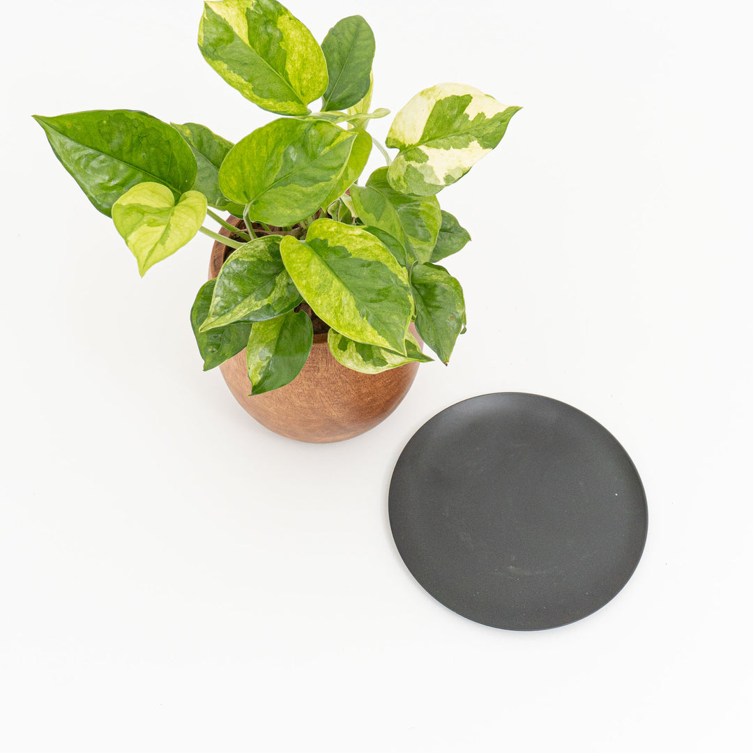 ポトス　エメラルド