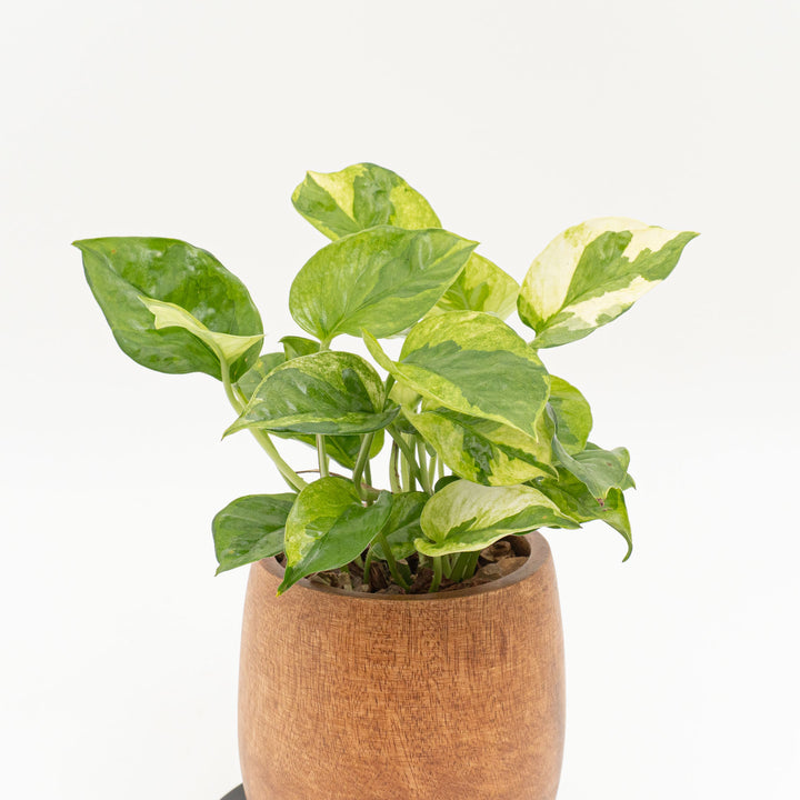 ポトス　エメラルド