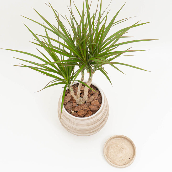 ドラセナ　コンシンネ