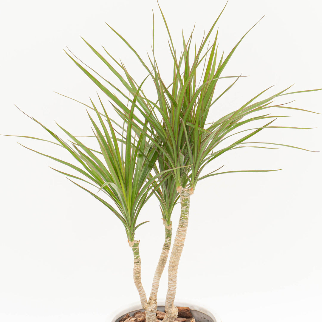 ドラセナ　コンシンネ