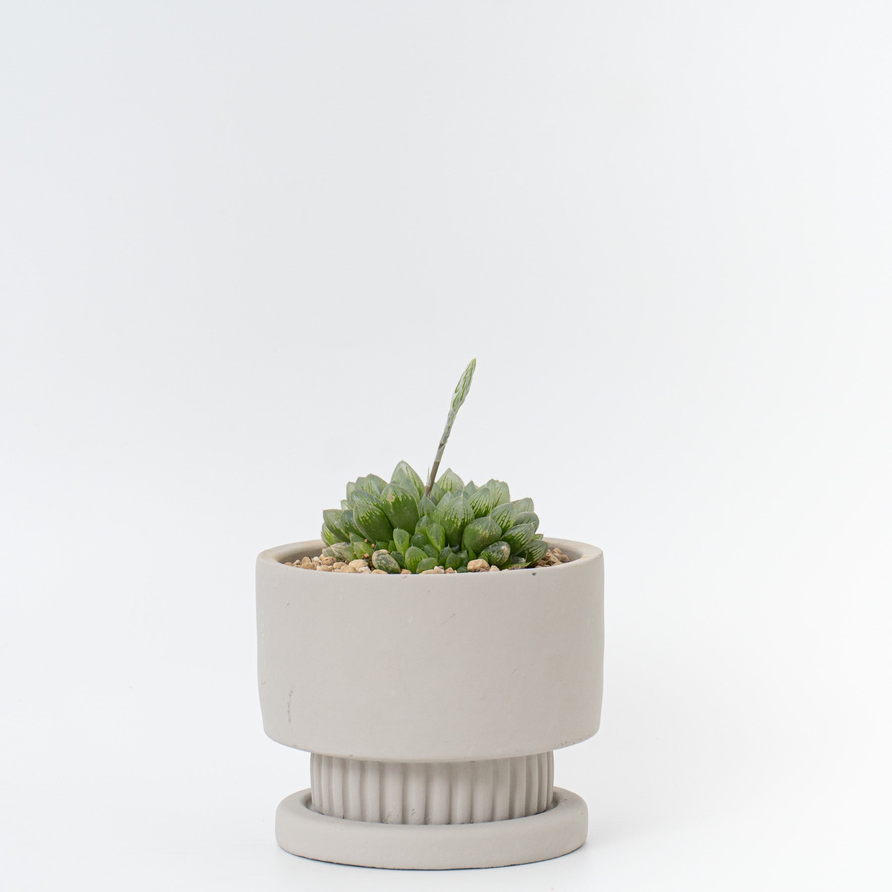 観葉植物 – haus-netstore 観葉植物 – haus-netstore
