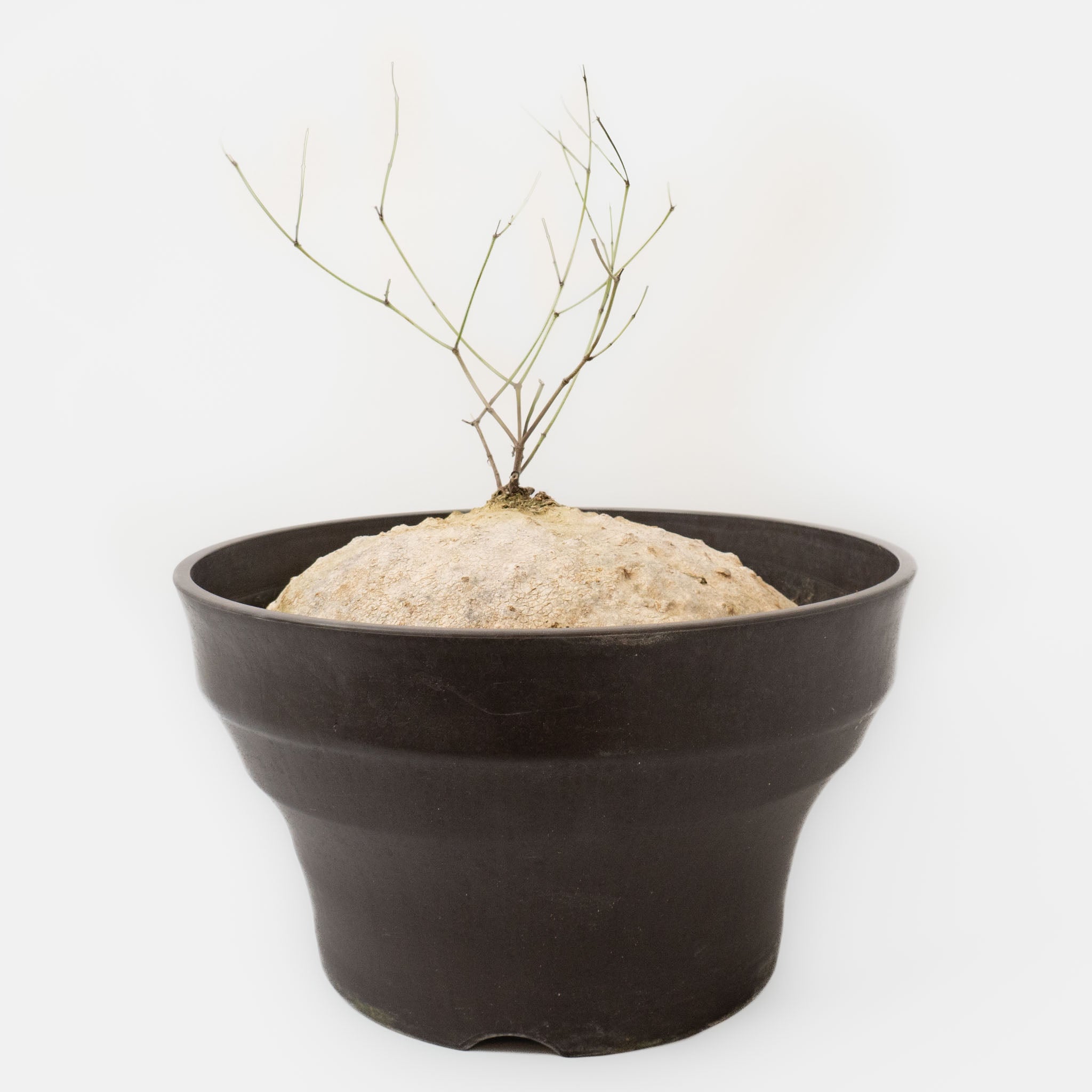 塊根植物 – haus-netstore