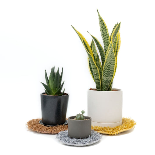 365/　PLANTS' RUG（プランツラグ） 植物用ラグ - haus-netstore